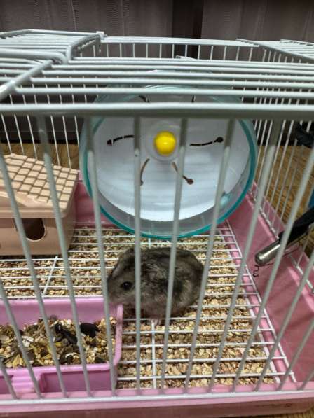 ДЖУНГАРСКИЙ ХОМЯК СО ВСЕМ НЕОБХОДИМЫМ