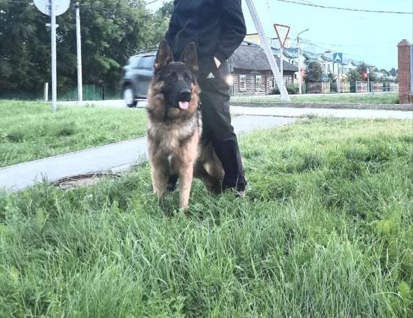 Немецкая овчарка в Тюмени