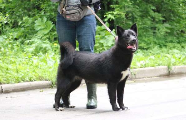 Молодая активная собака Стелла ищет дом в Москве фото 5