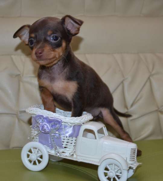 Очаровательные тойчики для души в Нижнем Новгороде фото 17