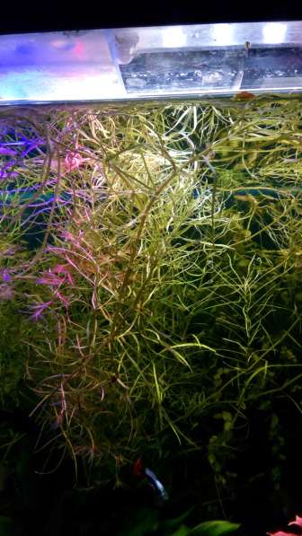 Аквариумные растения, рыбки в Зеленограде фото 7