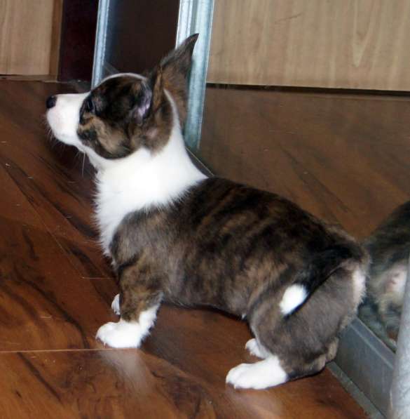 Щенки вельш корги кардиган в Москве фото 12