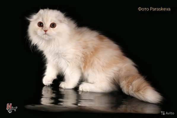 Котенок - счастье в дом в Санкт-Петербурге фото 7