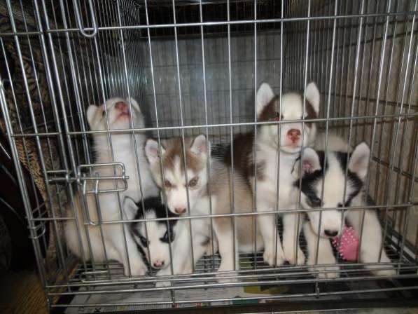 Щенки в Москве