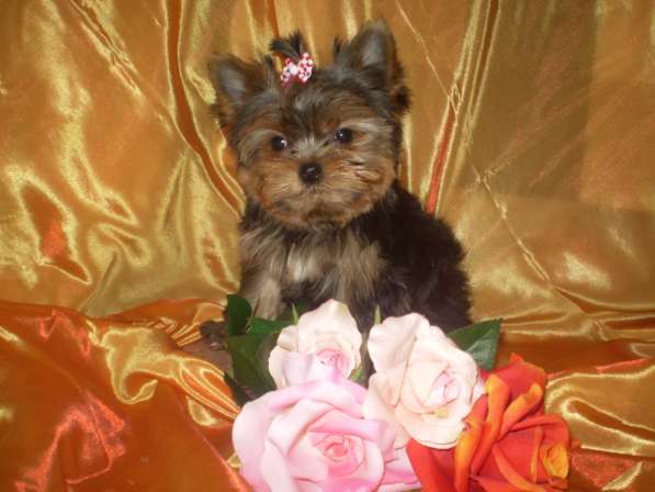 Йорочка подрощенная Мини девочка бэби фейс в Москве фото 8