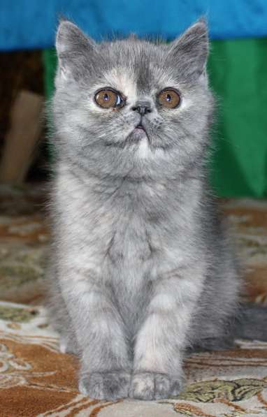 Котенок персидский экзотический. Девочка. Фото, Видео в фото 5