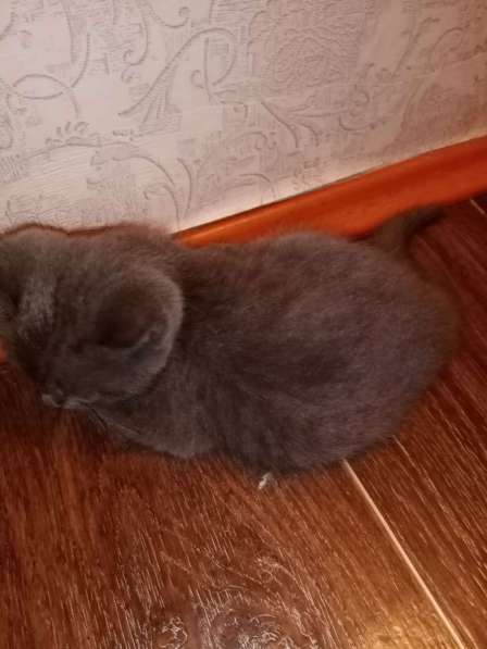 Продам бринтанского котёнка в Кемерове фото 3