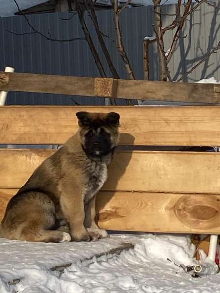 Акита в Ростове-на-Дону фото 86