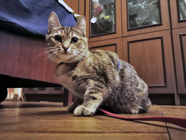 Полосатое чудо Нирвана, девочка-котенок, жертва садистов в Москве фото 4
