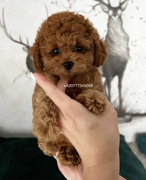 Toy poodle red brown