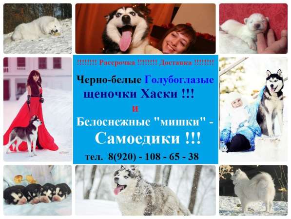 Щенки Сибирской хаски. черно-белые в Гаврилов-яме