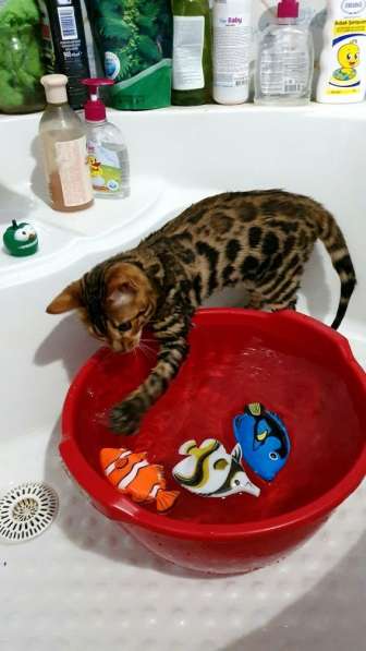 Бенгальские котята, шикарная кошечка, документы WCF, питомн в фото 33