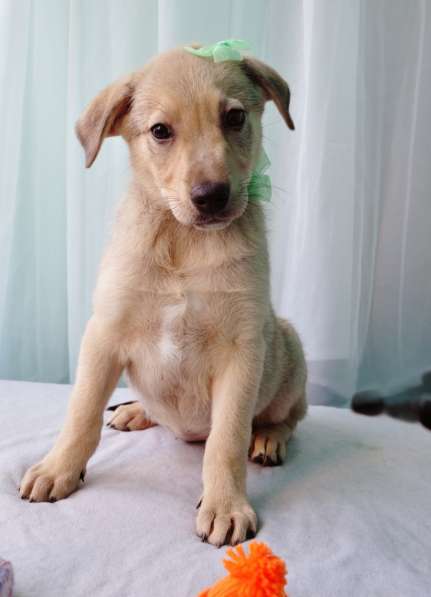 Великолепная Четверка в дар в Москве фото 54