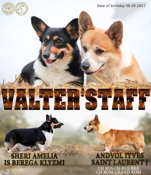 Корги пемброк в Москве