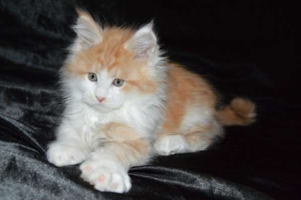 Питомник придлагает котят Мейн-кун в фото 7