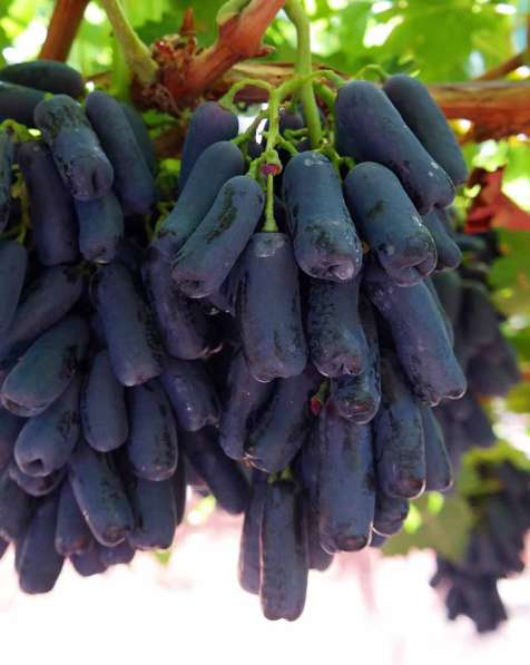 Саженцы винограда Аватара ОКС в фото 5