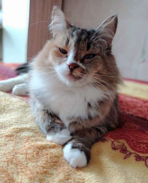 Оставленная хозяевами кошка Алиса ищет дом в Москве фото 3