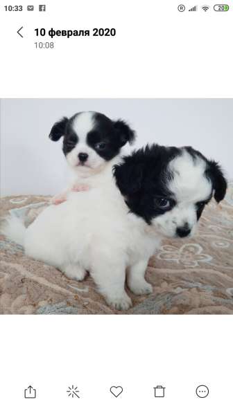 Чихуахуа в Феодосии фото 4