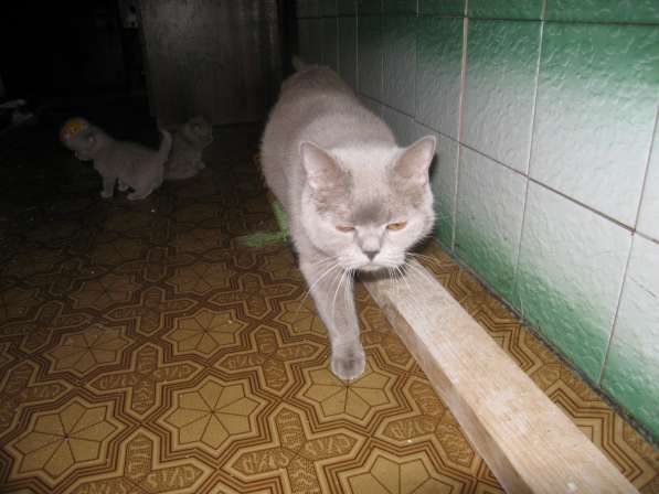 Шотландские котята 1,м в Красноярске