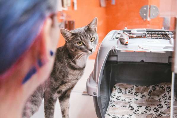 Зоогостиница BookingCat Люберцы/Жулебино в Люберцы фото 22