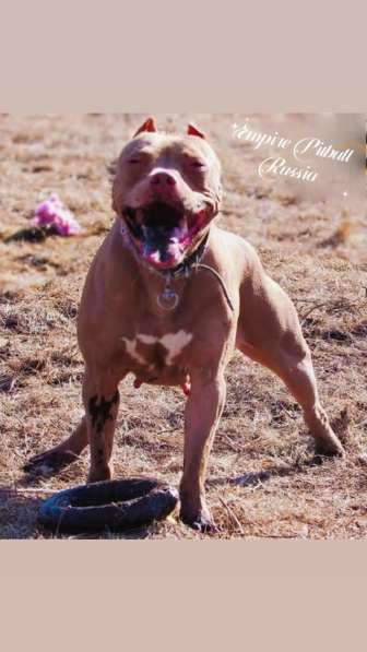 Pitbull terrier Grand Champ Jeep ROM в фото 7