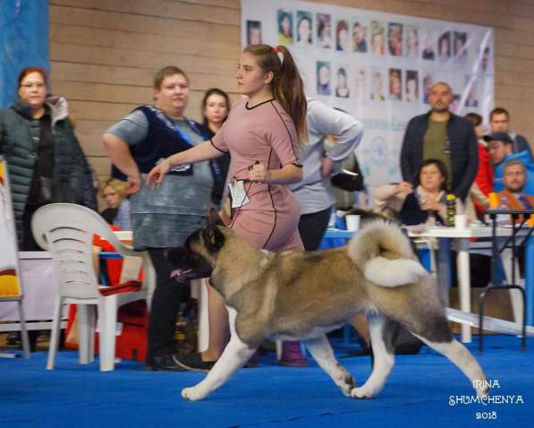 Щенки АМЕРИКАНСКОЙ АКИТЫ в фото 4