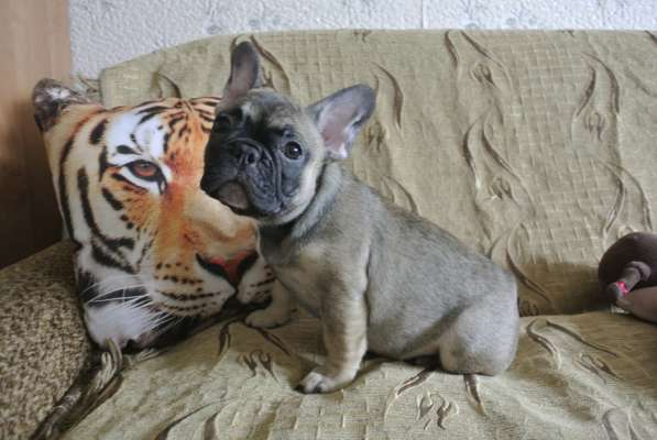 Продаётся Кнопочка