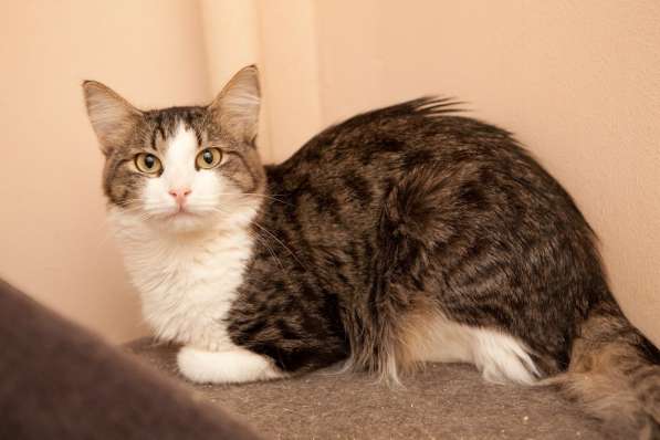 Когда Кларисса заурчит в объятиях хозяина