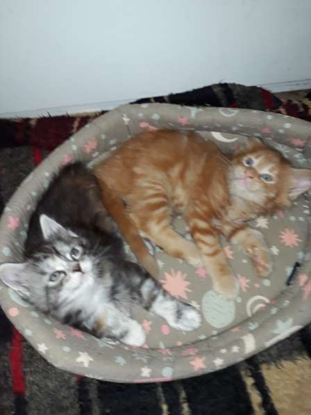 Котята Мейн-кун метисы в Наро-Фоминске фото 20