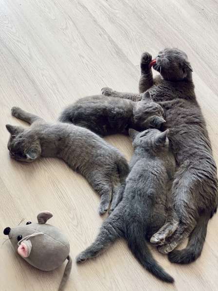 Шотландские плюшевые котята в Москве фото 17