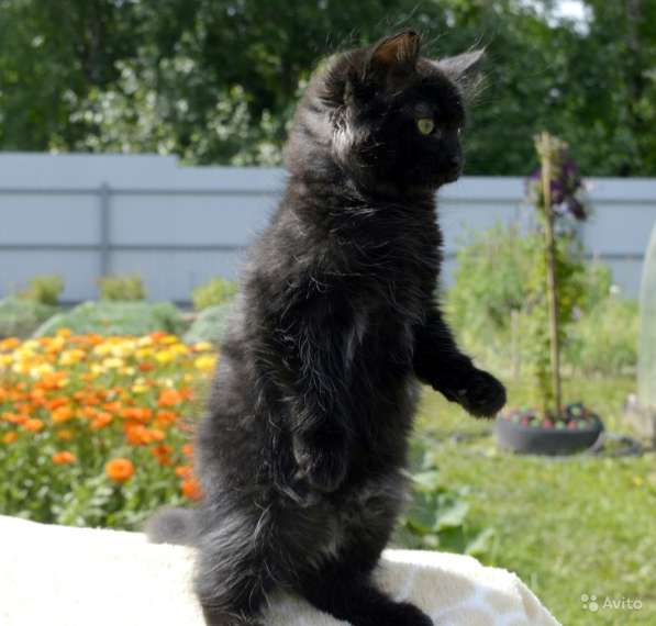 Сибирские в Москве фото 6