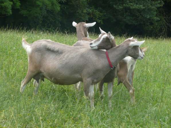 Племенные козы Тоггенбурской породы (Скот из Европы) в Красноярске фото 3