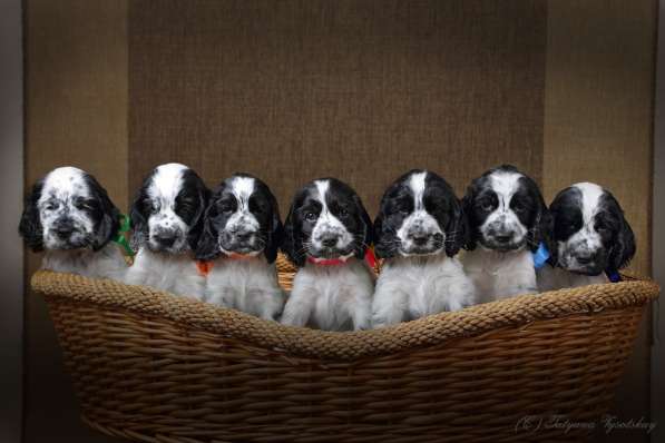 Чудесные щенки английского кокер-спаниеля ждут вас в Перми фото 3