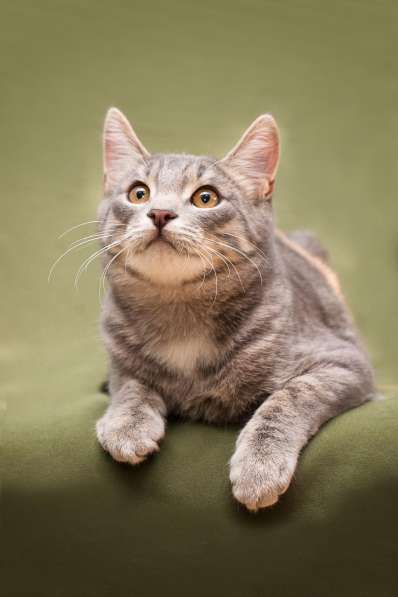 Красавец Сильвер ищет семью