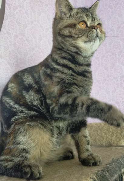 Котенок экзот девочка в Челябинске фото 15