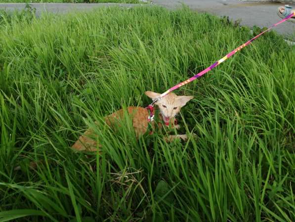 Ориентальный котик в Тюмени фото 14