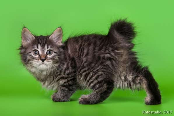 Котята курильского бобтейла в Пензе фото 13