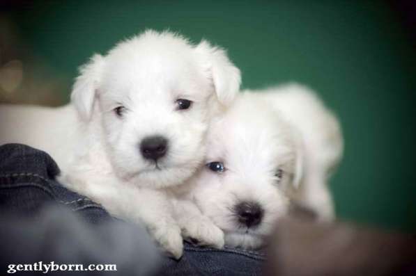 Щенки белого цвергшнауцера в Москве фото 3