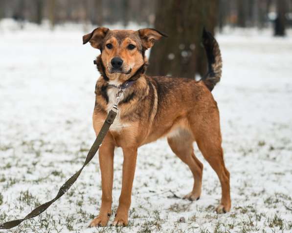 Очаровательная собачка компактного размера в Санкт-Петербурге фото 52