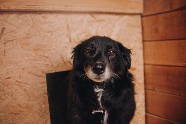 Весёлая, ласковая Чукча ищет семью в Москве фото 46