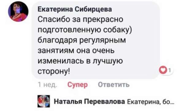 Подготовка к выставкам Дрессировка в Екатеринбурге фото 4