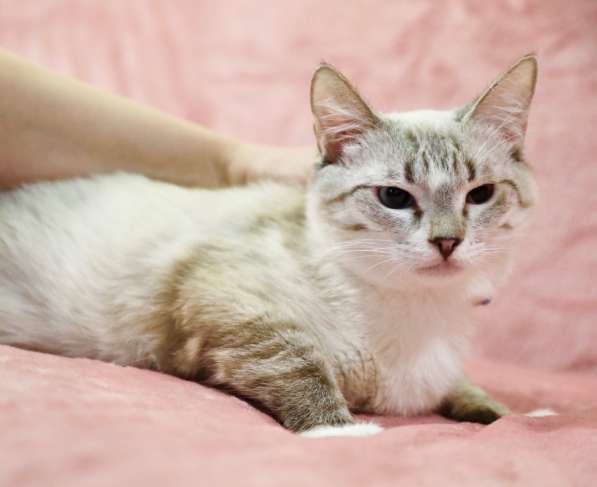 Тайский котенок-подросток Маффин ищет дом в Москве фото 4