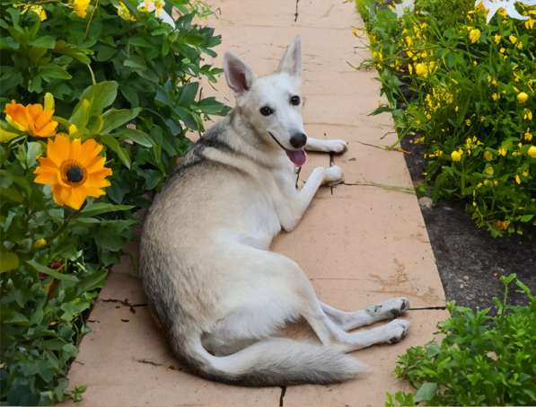 Очаровательная молодая собака Баджи в дар в фото 9