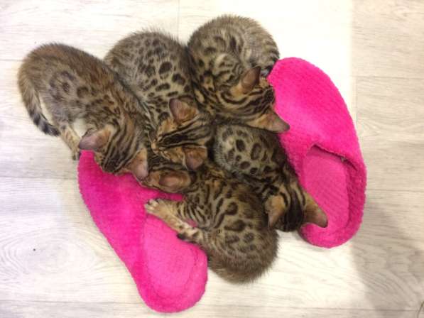 Бенгальские котята в фото 18