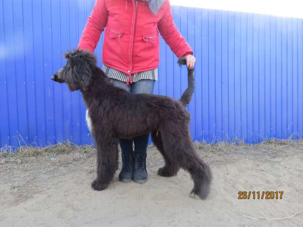 Молодой кобель афганской борзой в Чите фото 5