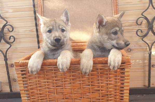 Чехословацкая волчья собака, щенки в Калуге фото 4