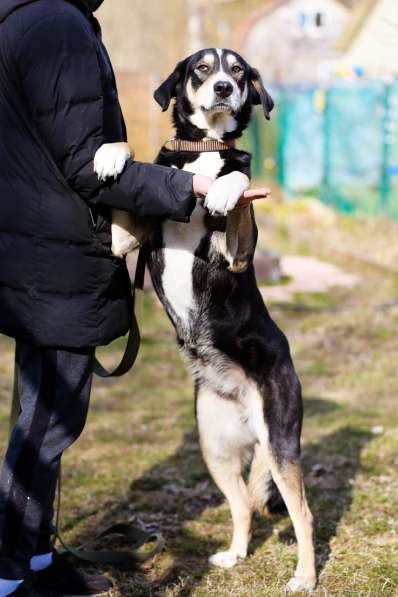 Статная, роскошная и великолепная собака ищет дом в Санкт-Петербурге фото 5
