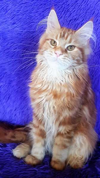 Красотка кремового солидного окраса из питомника Arktur в Тюмени фото 17