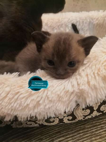 Котята Европейской Бурмы в Пушкино фото 7