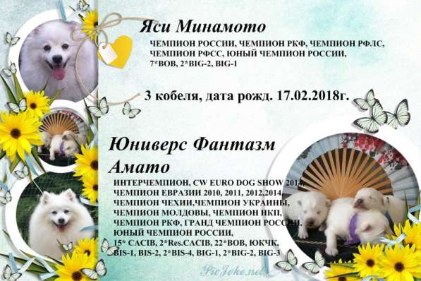 Японский шпиц, щенки в питомнике "Гратулари", кобели в Саратове фото 3